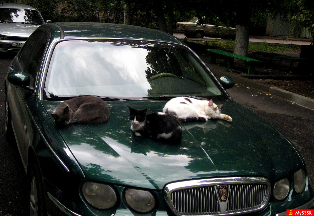  Rover!  ,  !