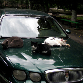  Rover!  ,  !